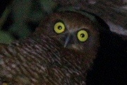 Christmas Island Hawk-Owl (Ninox natalis)
